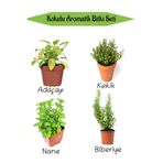 Nura Botanik Aromatik KOKULU Mutfak Seti Adaçayı+Kekik+Nane+Biberiye Fidesi 4 ADET