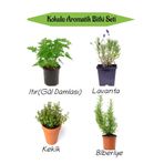 Nura Botanik Aromatik KOKULU Mutfak Seti Itır Çiçeği+Lavanta+Kekik+Biberiye Fidesi 4 ADET