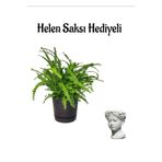 Nura Botanik Aşk Merdiveni Bitkisi, Helen Saksı Hediyeli, Salon Bitkisi