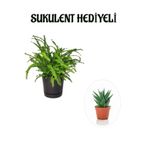 Nura Botanik Aşk Merdiveni Çiçeği, Sukulent Hediyeli, Hediyelik Set