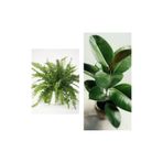 Nura Botanik Aşk Merdiveni Fujer Askılı Saksıda, Kauçuk, 60-70 cm, 2'li Set, Salon Ofis Bitkileri