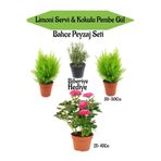 Nura Botanik Bahçe Peyzaj Seti, 2 Adet Limoni Servi Fidanı, 1 Adet Pembe Gül, Hediye Biberiye, Çok Renkli