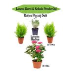 Nura Botanik Bahçe Seti, 2 Adet Limoni Servi, 1 Adet Pembe Gül Fidanı, Hediye Lavanta, Çok Renkli