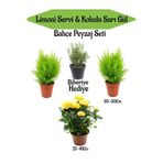 Nura Botanik Bahçe Seti, 2 Adet Limoni Servi Fidanı, 1 Adet Sarı Gül Fidanı, Hediye Biberiye, Çok Renkli