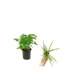 Nura Botanik Bahçe Seti Yoğun Kokulu Itır Çiçeği + Kurdele, 5-25 cm, Saksılı Dış Mekan Bitkileri