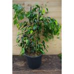 Nura Botanik Benjamin Bitkisi Salon Bitkisi 60 cm