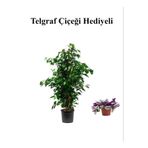 Nura Botanik Benjamin Bitkisi, Yeşil, Hediyelik Telgraf Hediyeli