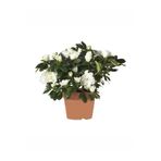 Nura Botanik Beyaz Açelya Çiçeği Fidanı, 20-40cm, Saksılı, Çiçekli Bodur Bitkiler
