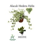 Nura Botanik Beyaz Alacalı Hedera Helix Sarmaşığı, Saksılı, 25-40 cm, Yeşim Para Çiçeği Hediye