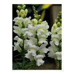 Nura Botanik Beyaz Aslanağzı (Antirrhinum), 5-15 cm, 10 Adet Saksılı Çiçekli Bahçe Balkon Bitkisi