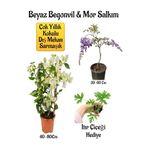 Nura Botanik Beyaz Begonvil Çiçeği, Mor Salkım Ağacı Fidanı, İtır Çiçeği Hediyeli Bahçe Peyzaj Seti