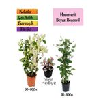 Nura Botanik Beyaz Begonvil, Kokulu Hanımeli Çiçeği, Telgraf Çiçeği 3'lü Peyzaj Seti, 30-60 cm