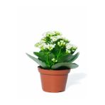 Nura Botanik Beyaz Çiçekli Kalanşo (Kalanchoe) Çiçeği, İthal Büyük Boy