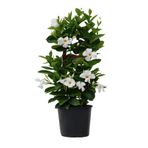 Nura Botanik Beyaz Çiçekli Sandavilla Mandevilla Sarmaşık, 30-60 cm, Dış Mekan Saksılı Bitki
