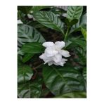 Nura Botanik Beyaz Gardenya Çiçeği Bitkisi, 30-45 cm Saksılı, Kokulu Gardenia Flower