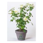 Nura Botanik Beyaz Gül Fidanı, Saksılı, 30-50 cm, Bahçe Bitkisi