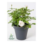 Nura Botanik Beyaz Gül Fidanı, Yediveren Salon Gülü, 20-40 cm