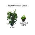 Nura Botanik Beyaz Mandevilla Çiçeği 1 ADET Saksılı+Küstüm Çiçeği HEDİYELİ Peyzaj Seti