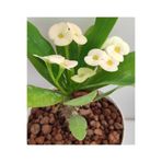 Nura Botanik Beyaz Milli Dikenler Tacı, 1 Adet Saksılı, 15-40 cm, Euphorbia Salon Bitkisi