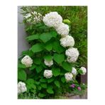 Nura Botanik Beyaz Ortanca (Hydrangea Macrophylla) 80-100 cm Saksılı Çiçekli Dış Mekan Bitkisi