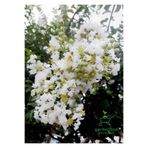 Nura Botanik Beyaz Oya Ağacı Çiçeği Fidanı Saksılı, 30-60 cm, Bahçe Peyzaj Bitkisi
