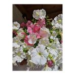 Nura Botanik Beyaz Petunya Çiçeği Fidanı, 30-50 cm, Askılı Saksılı, Balkon Bitkisi