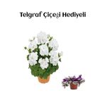 Nura Botanik Beyaz Sardunya Çiçeği, Hediyelik, Telgraf Hediyeli