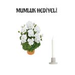 Nura Botanik Beyaz Sardunya Çiçeği, Mumluk Hediyeli