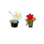 Nura Botanik Beyaz ve Kırmızı Petunya Çiçeği Seti, 2 Adet (5-15 cm) + Dekoratif Pomza Taşı (2 Lt)