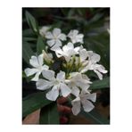 Nura Botanik Beyaz Zakkum Çiçeği Fidanı, 50-75cm Saksılı, Oleander Flower