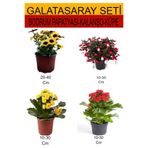 Nura Botanik Bodrum Papatyası, Kalanşo, Küpeli Çiçek Seti, Sarı-Kırmızı, 10-40 cm