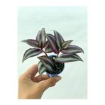 Nura Botanik Bordo Telgraf Çiçeği, 5-15 cm Saksılı, Tradescantia, Çiçekli Bodur Bitkiler