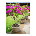 Nura Botanik Çalı Begonvil Pembe, 20-60 cm, Saksılı Çiçekli İç/Dış Mekan Bougainvillea