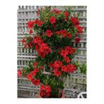 Nura Botanik Canlı Kırmızı Çiçekli Mandevilla-Sandavilla Sarmaşık 30–60 cm Saksılı Dış Mekan Bitkisi