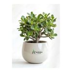 Nura Botanik Canlı Yeşim Bitkisi (Crassula Ovata), 15-25 cm, Ev Ofis İçin, Yeşil