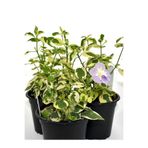 Nura Botanik Cezayir Menekşesi Alacalı Büyük Çiçekli Vinca major Variegata Saksıda