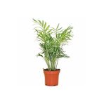 Nura Botanik Chamaedorea Elegans Dağ Palmiyesi, 30 cm, Turuncu Saksı