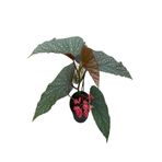 Nura Botanik Çilli Begonya, 1 Adet Saksılı, 20-40 cm, İç Mekan Salon Bitkisi, Begonia Corallina