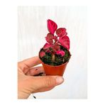 Nura Botanik Çingene Şalvarı Çiçeği, 5-15 cm, Tüplü, Iresine Herbstii