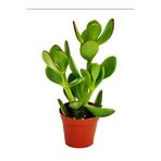 Nura Botanik Crassula Ovata Mini Saksılı, Para Çiçeği, Yeşil