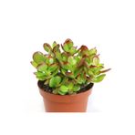 Nura Botanik Crassula Ovata, Para Çiçeği, Şans Agaçı Large
