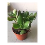 Nura Botanik Crassula Şans Para Çiçeği (Zenginlik Çiçeği) 25-30cm, Yeşil