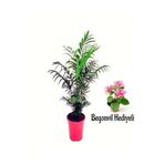 Nura Botanik Dağ Palmiyesi (20-40cm) Mini Pembe Begonvil Hediyeli Saksılı İç-Dış Mekan Bitkisi