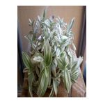 Nura Botanik Dayanıklı 1 Adet Beyaz Alacalı Telgraf Çiçeği 10-15 Cm Saksılı Çiçekli Bodur Tradescantia Albiflora