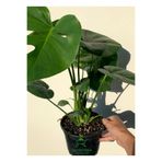 Nura Botanik Deve Tabanı Çiçeği Monstera Deliciosa, 1 Adet, Saksılı, 30-50 cm