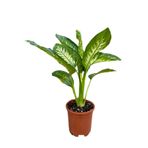 Nura Botanik Difenbahya Bitkisi Tropical Snow, Saksılı, 30-50 cm, Yeşil