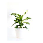 Nura Botanik Difenbahya Çiçeği Fidanı, 20-40cm, Saksılı, Yeşil