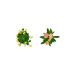 Nura Botanik Dikenler Tacı 2'li Set, 25-40 cm, Saksılı Euphorbia Kaktüs