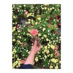 Nura Botanik Dikenler Tacı Çiçekli İthal Tayland Euphorbia Kaktüs, 20-40 cm, Saksılı