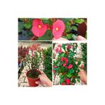 Nura Botanik Dikenler Tacı Euphorbia, Saksılı, Büyük Boy 35-60 cm, Kırmızı